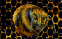 Exposição "Do néctar se faz mel"