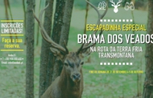 Brama of the Deer (rutting deer)