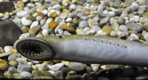 Um trimestre um peixe &ndash; &ldquo;A lampreia&rdquo;