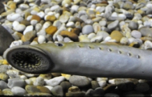 Um trimestre um peixe &ndash; &ldquo;A lampreia&rdquo;