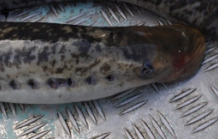 Um trimestre um peixe – “A lampreia”