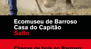"Chegas de Bois no Barroso: a paixão deste povo"