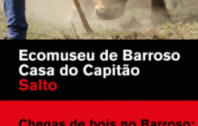 "Chegas de Bois no Barroso: a paixão deste povo"