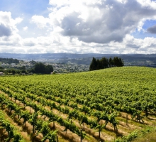 Vinho Verde Vinho Verde